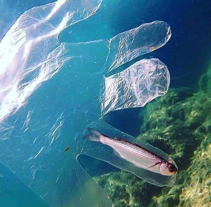 Poluição dos mares – plástico